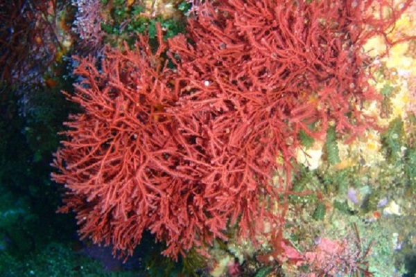 Bổ sung canxi bằng tảo biển đỏ có tác dụng gì với cơ thể?